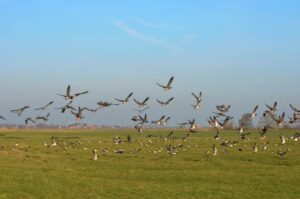 Zugvögel in Ditzumerverlaat in Ostfriesland. Bildnachweis: www.ostfriesland.travel