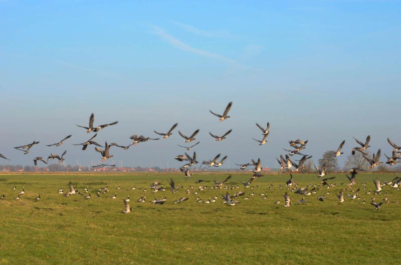 Zugvögel in Ditzumerverlaat in Ostfriesland. Bildnachweis: www.ostfriesland.travel