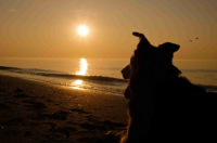 Tipps für Ferien mit Hund in Zeiten von Corona