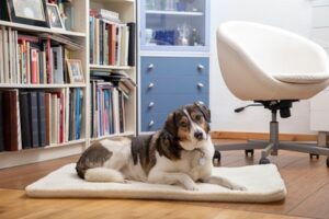 Hundedecke für die Reise - wenig Gewicht & haarfrei